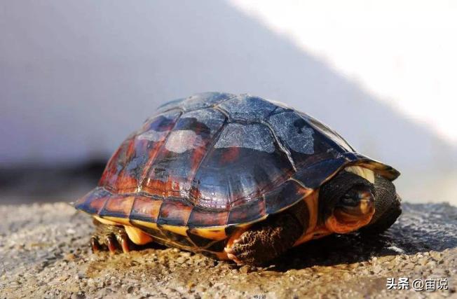 金钱龟习性是群居还是单居,人工养殖金钱龟是保护动物吗