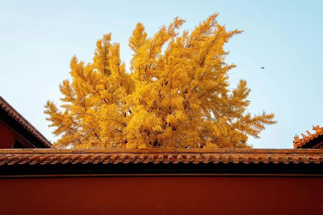 一入秋北京就变成了北平原文,一入秋北京就成了北平是谁说的