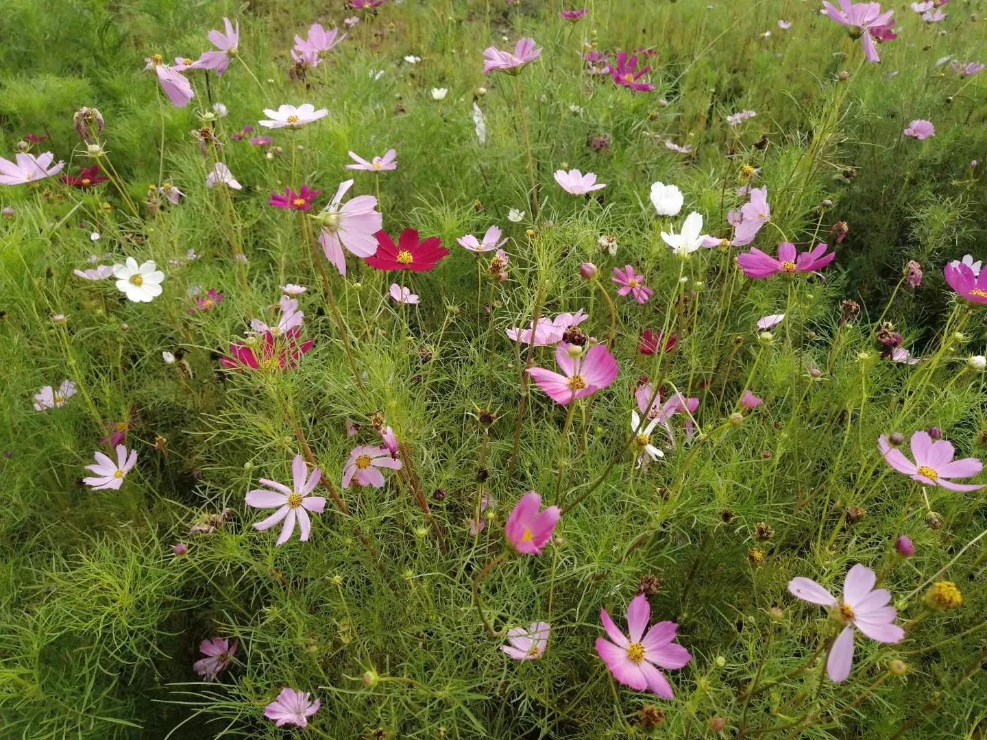 拱猪牵羊攻略,拱猪生活在什么地方