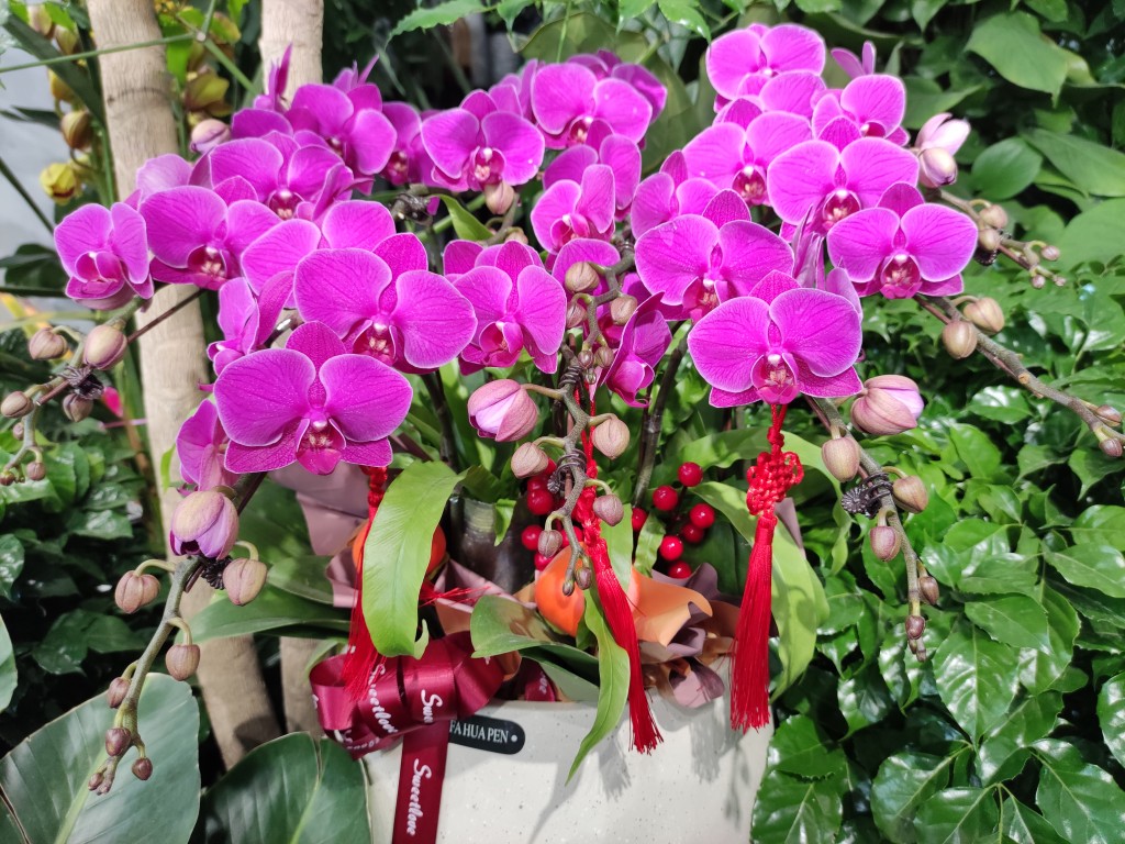 “金陵兰汇”兰花馆于江宁湖东29盛大开业,香飘四溢