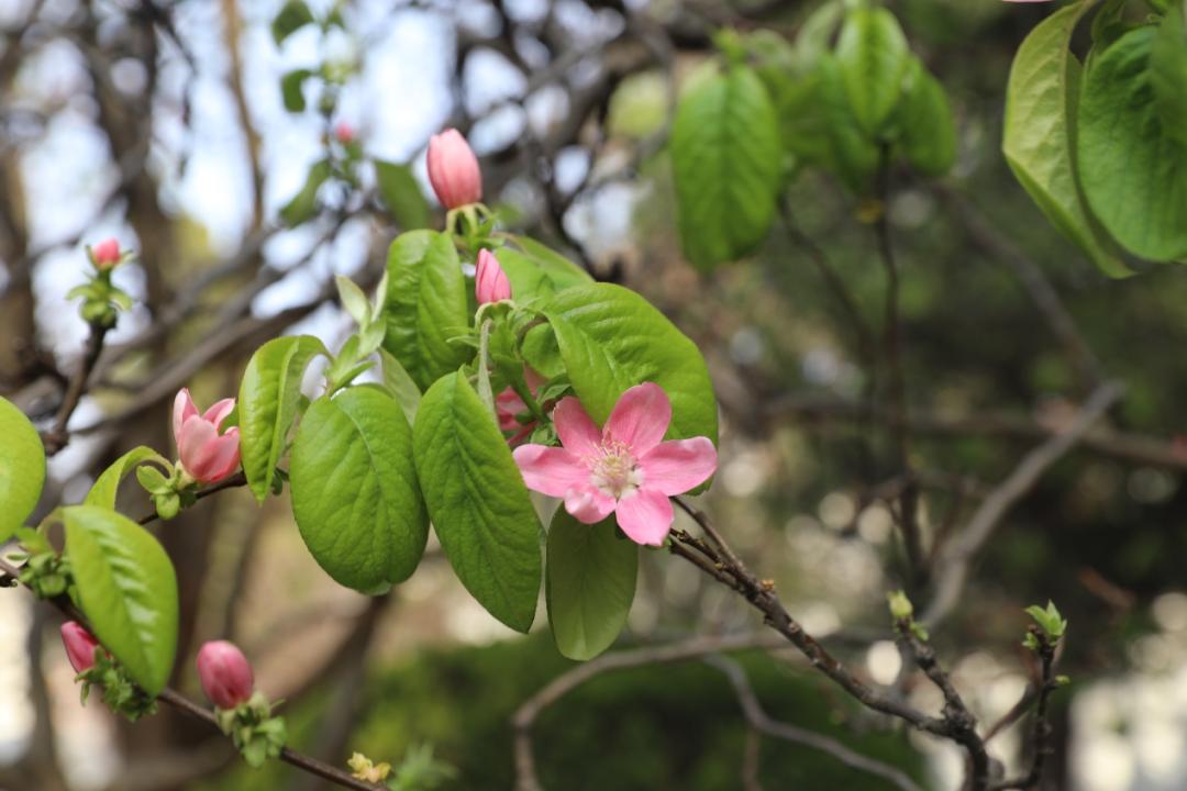 鐩哥害鍐滃ぇ,鐩歌仛浜戠鐩哥害鍐滃ぇ