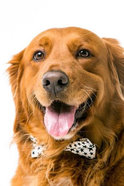 被狗咬伤的赔偿属于过错推定吗,被未拴绳的狗咬伤怎么要赔偿