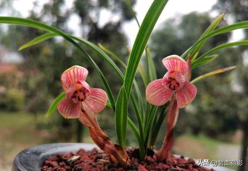 一棵蕙兰值多少钱,一棵蕙兰卖800万图片