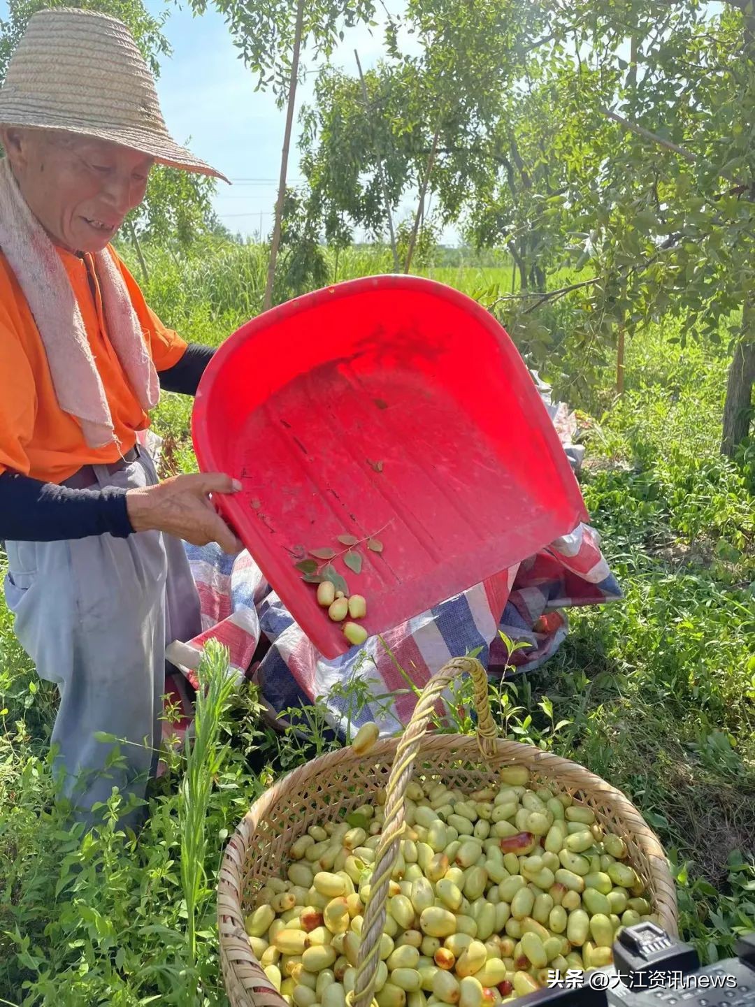 繁昌“贡枣”，涅槃重生