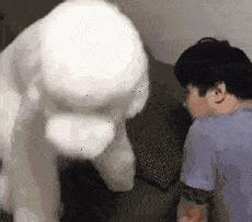 巨型贵宾饲养技巧,怎样饲养贵宾狗