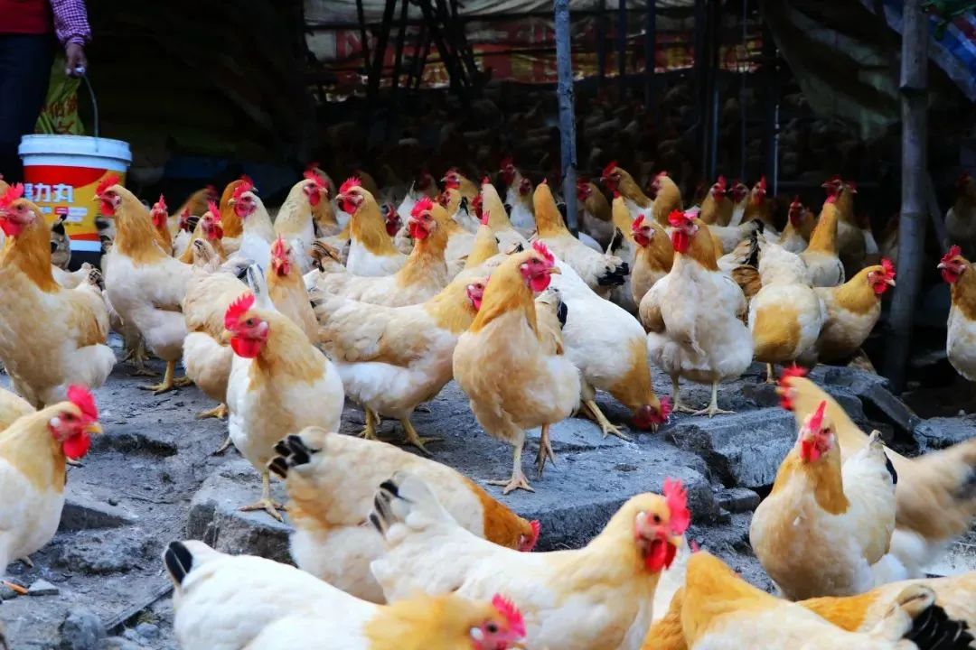 肇庆高要太阳能光伏发电站,肇庆新能源光伏发电能发多少度电