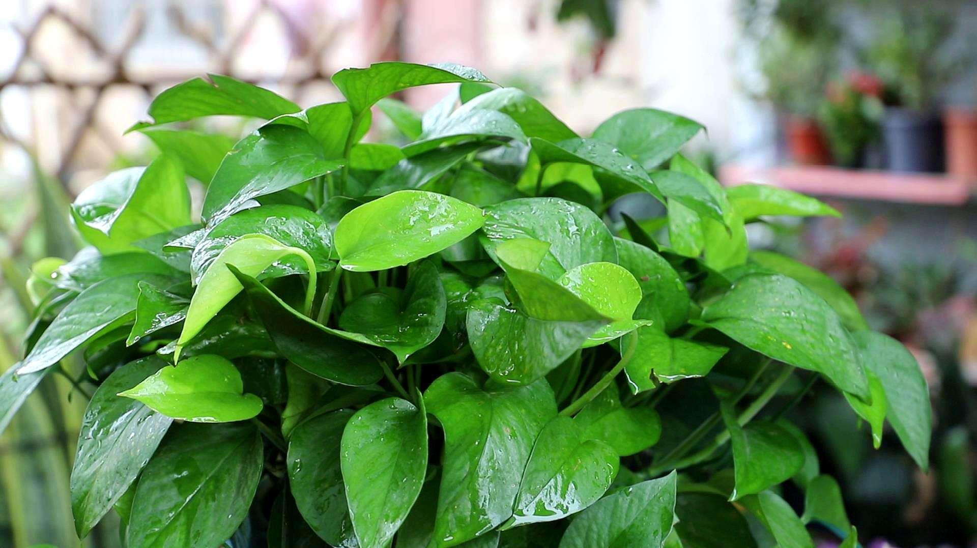 绿萝蔫了下垂怎么补救冬季,冬季室内绿萝叶子黄怎么回事