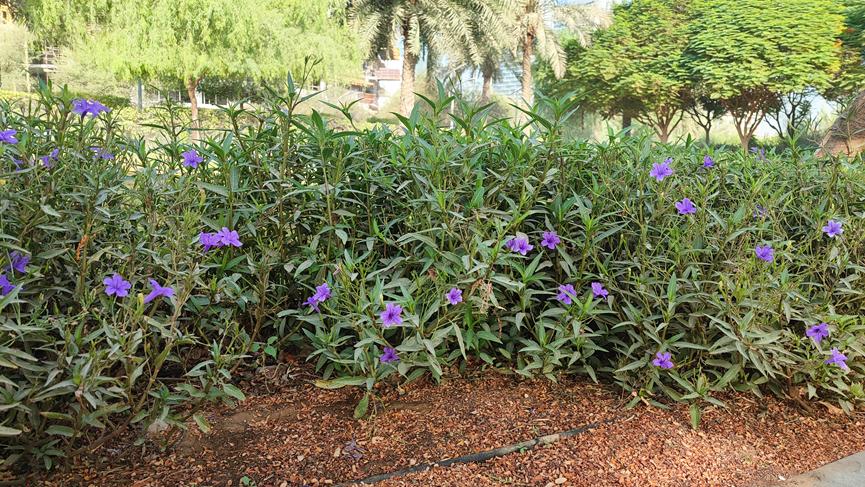 迪拜适合养什么植物,迪拜常见花草