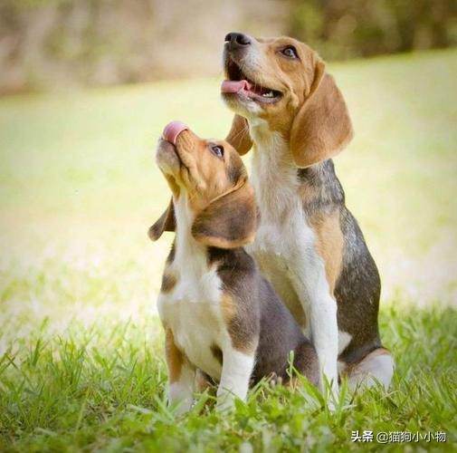 狗狗为什么会与主人变得生疏,狗狗为什么会自相残杀