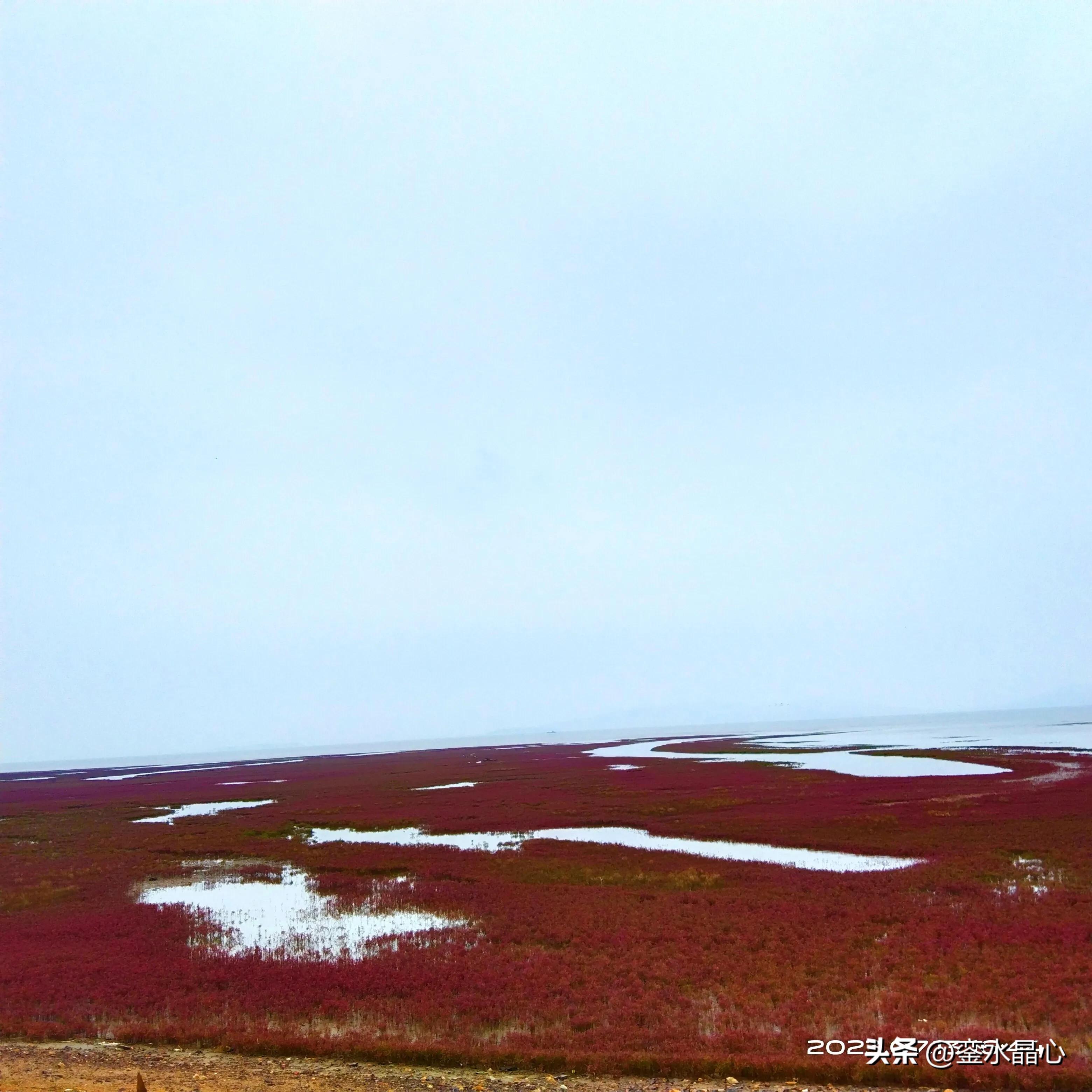 兴城红海滩值得去吗,兴城红海滩十月一日去红吗