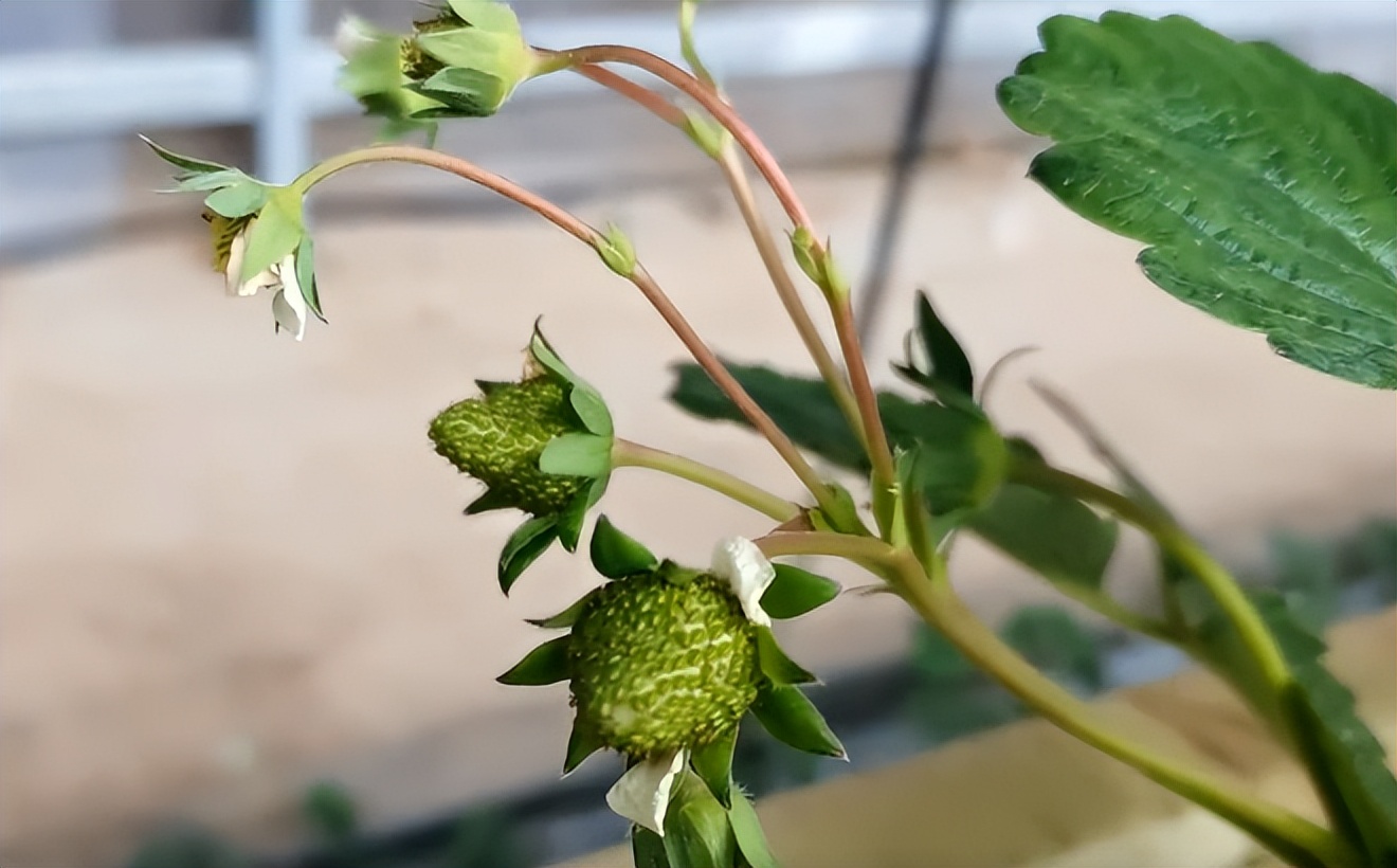 高架草莓种植是不是属于无土栽培,无土栽培草莓产量怎么样