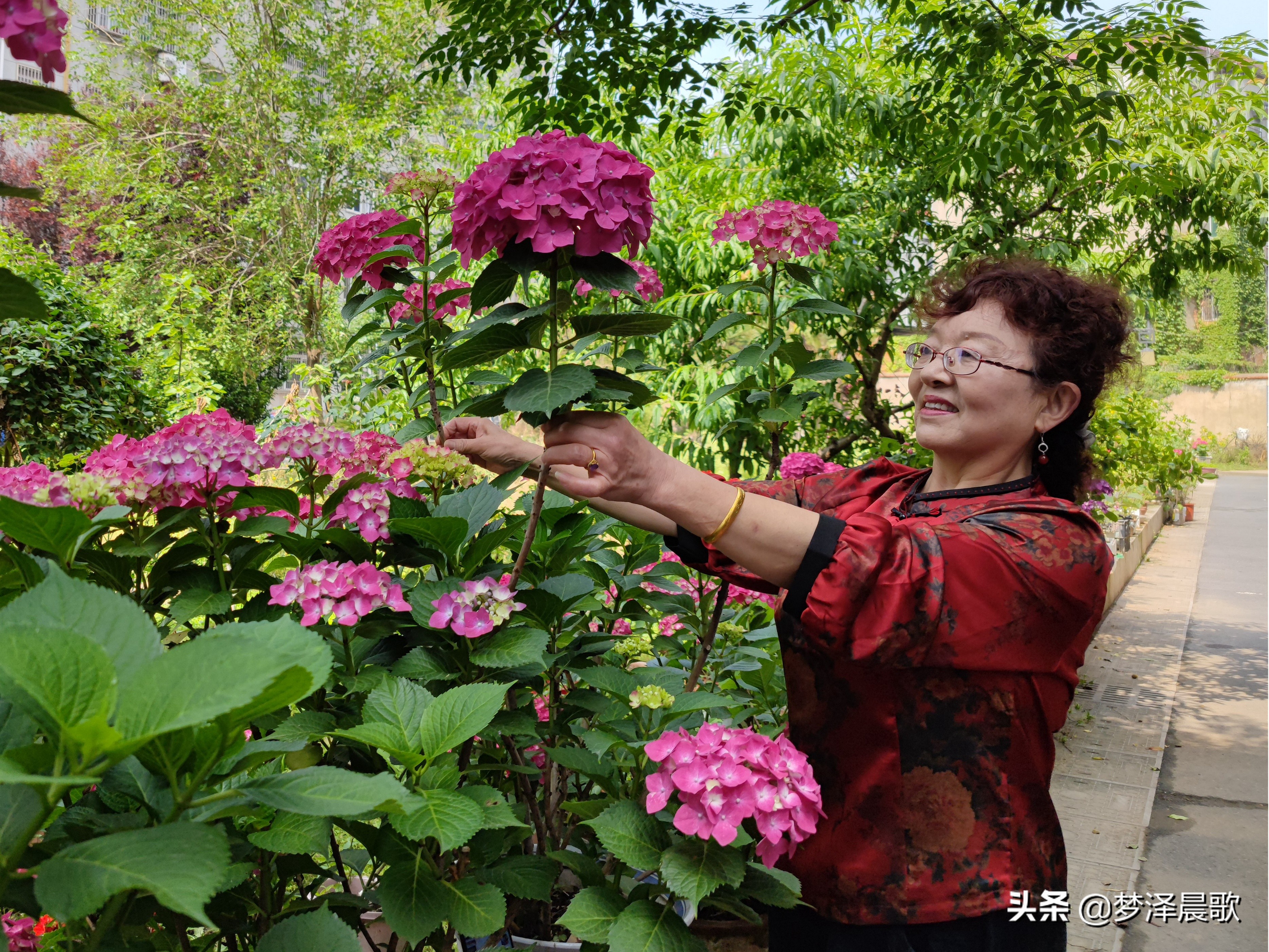绣球花季不可错过的风景,满山遍野绣球花开惹人醉