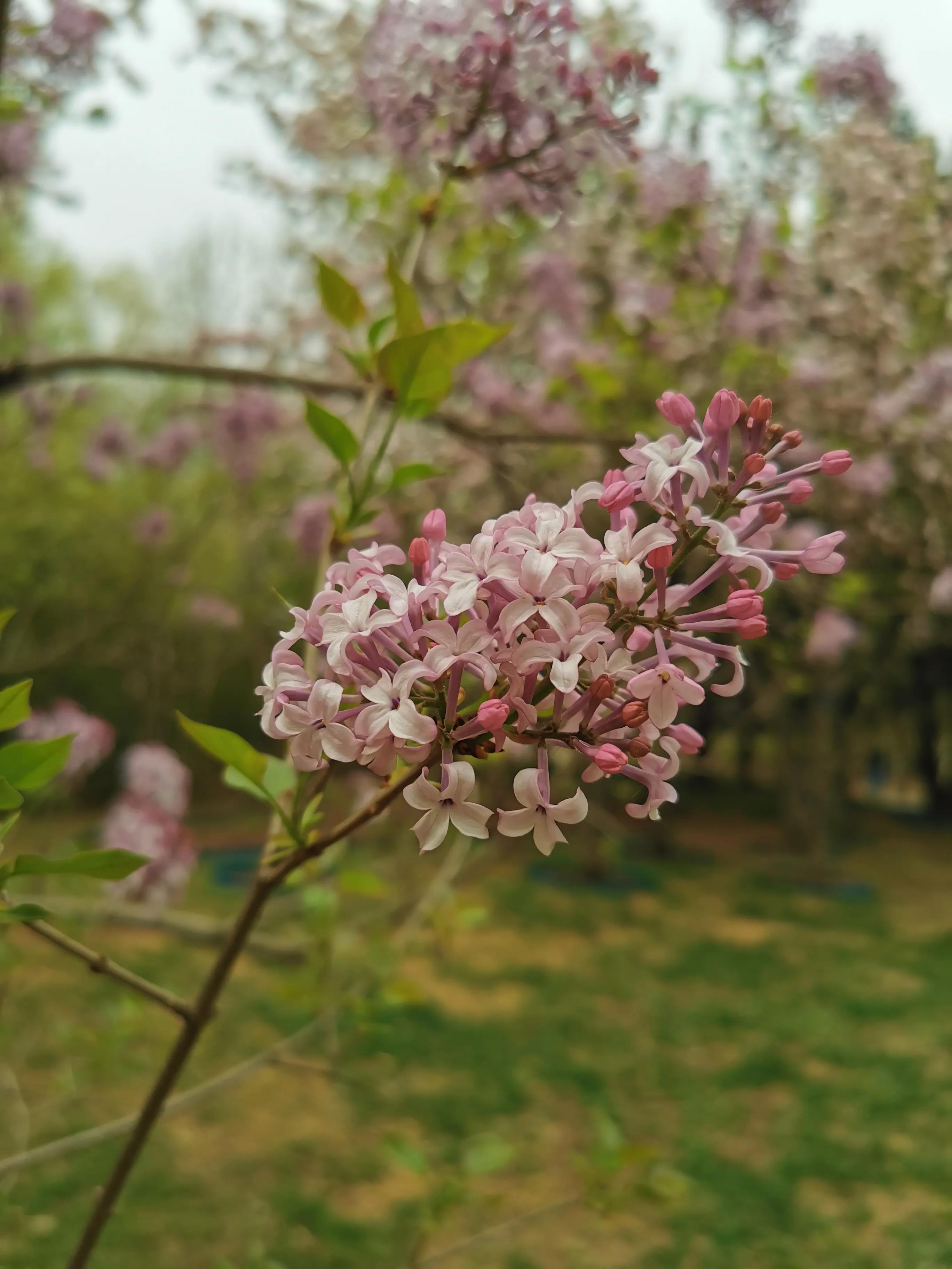 丁香结丁香花,丁香花和丁香结