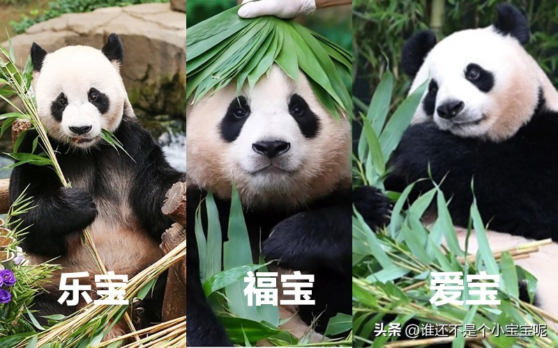 目前在国外的大熊猫有几只,大熊猫国外租借了多少只