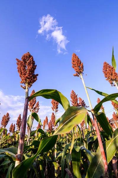 高粱品种图片大全,高粱乌米图片