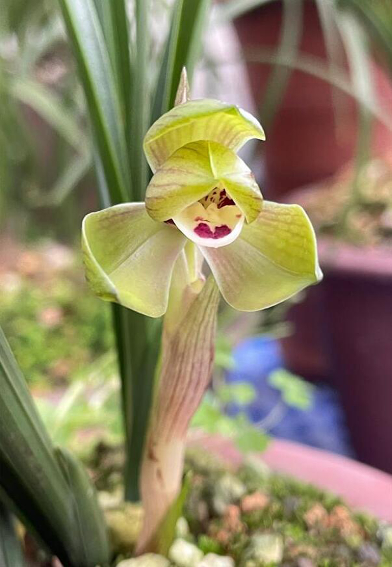 春兰生长最合适的季节,春兰的形态特征及生长习性