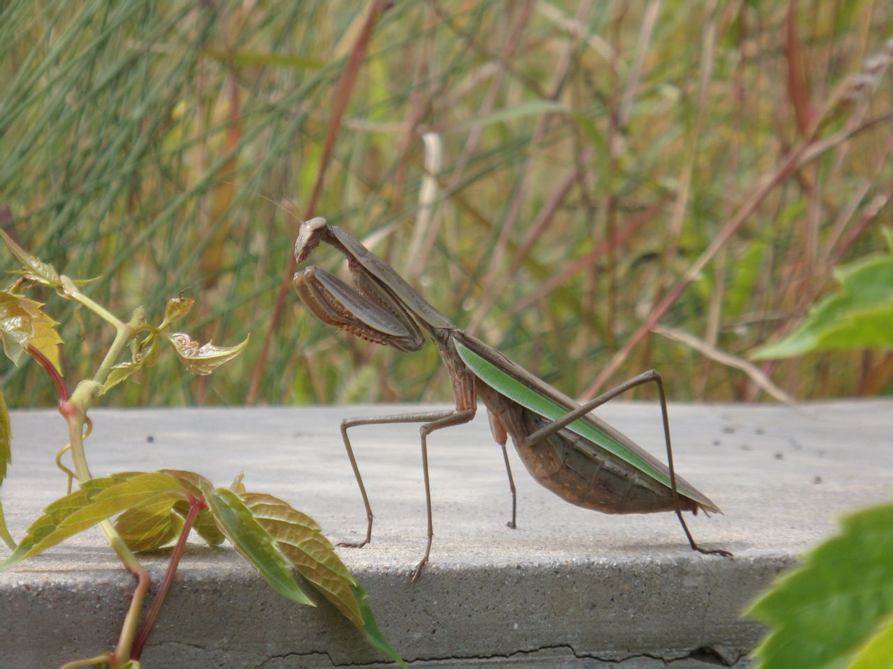 昆虫里的霸王有哪些,昆虫界的大力士有哪些