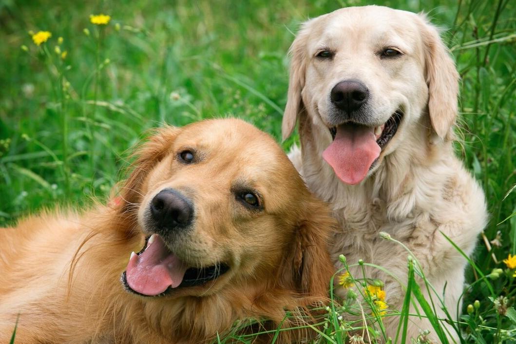 狗狗各种坏习惯,狗狗家中古怪行为引热议