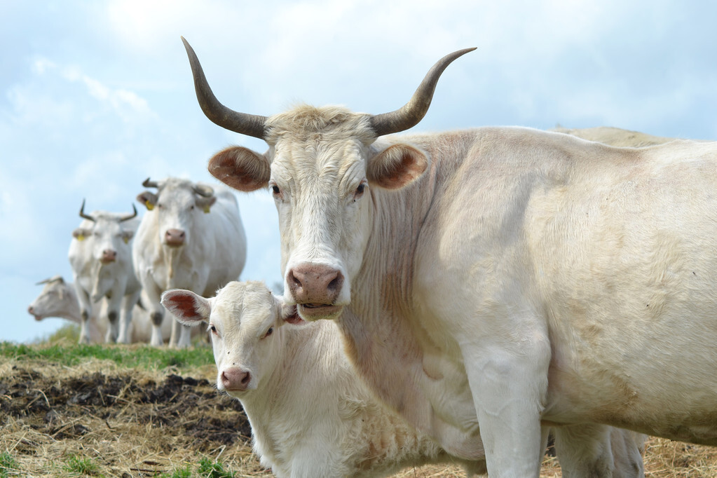 掌握母牛的妊娠诊断技术