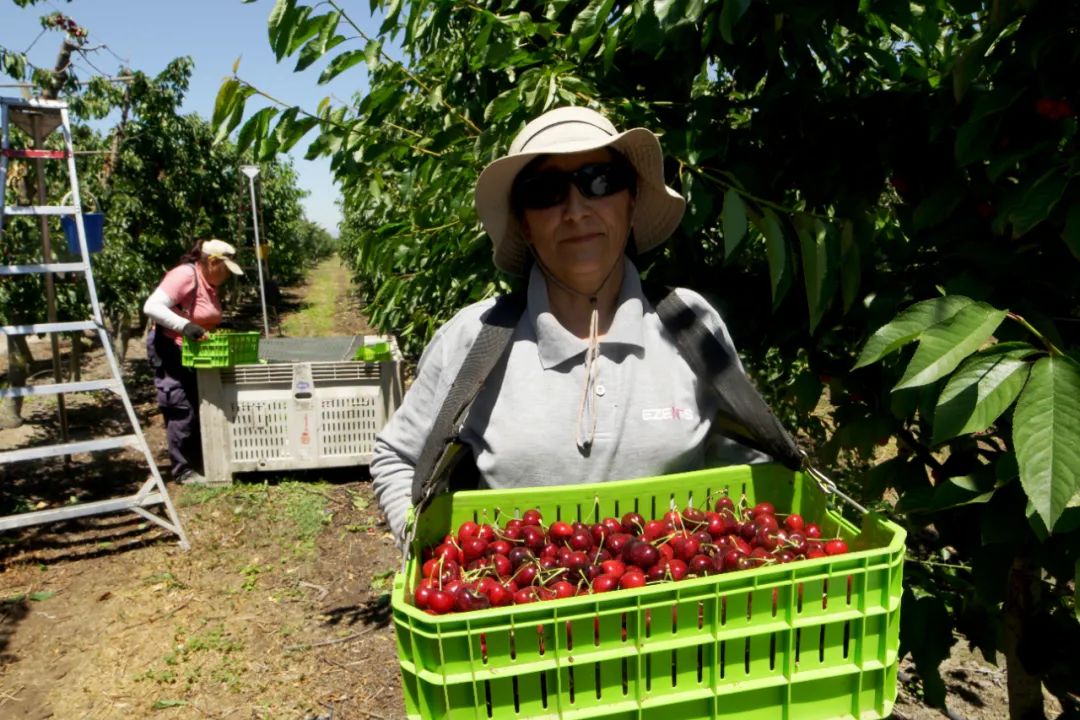 哪个国家能实现车厘子自由,在云南实现车厘子自由