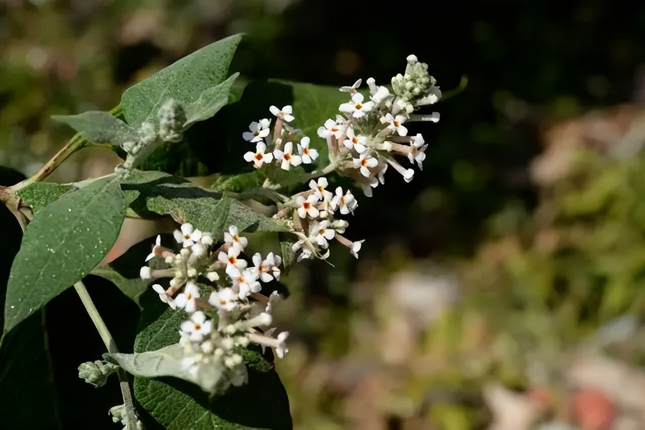 150种常见药用植物大全,150余种常见药用植物花期组图