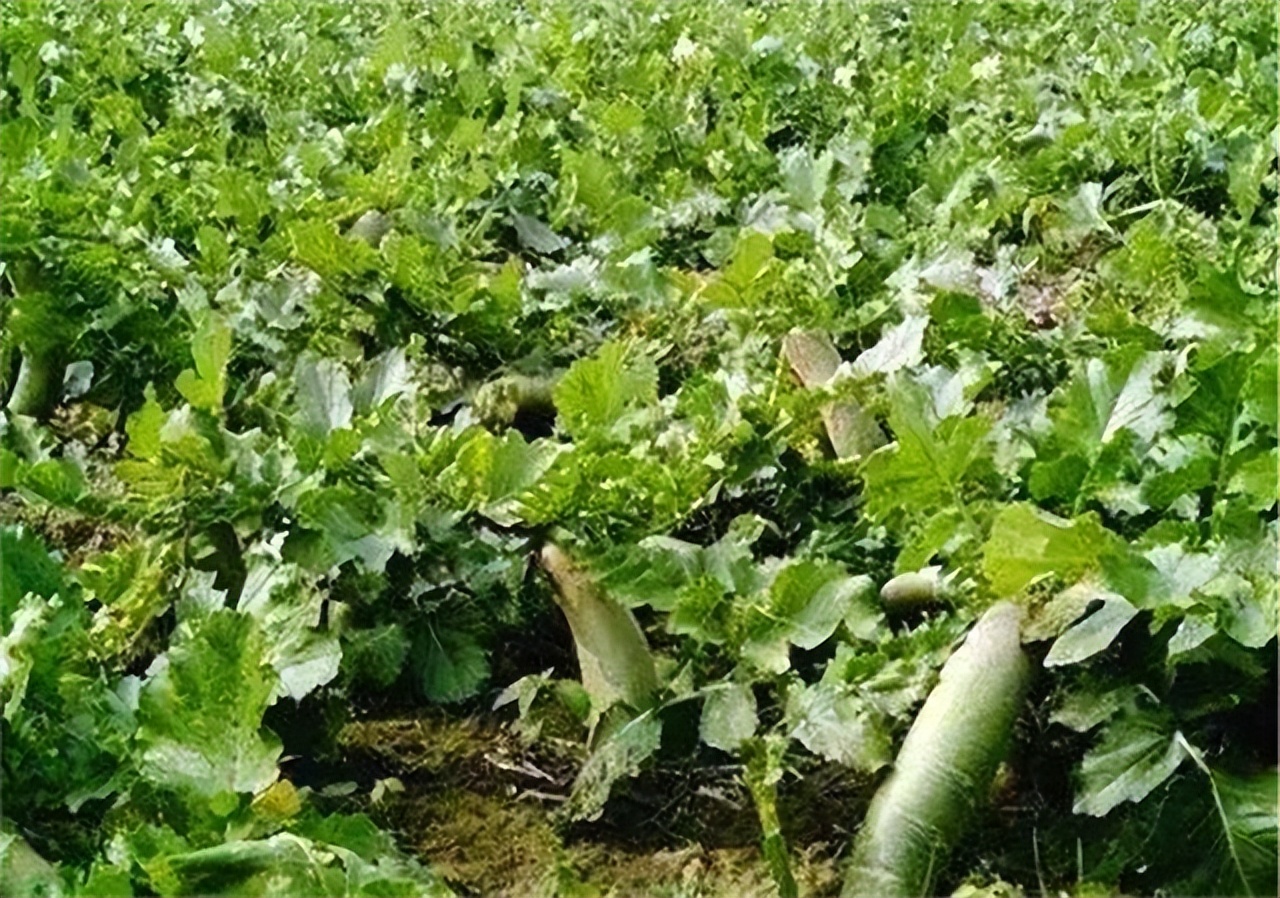 “穷死不耕丈人田，饿死不进萝卜园”是什么意思？