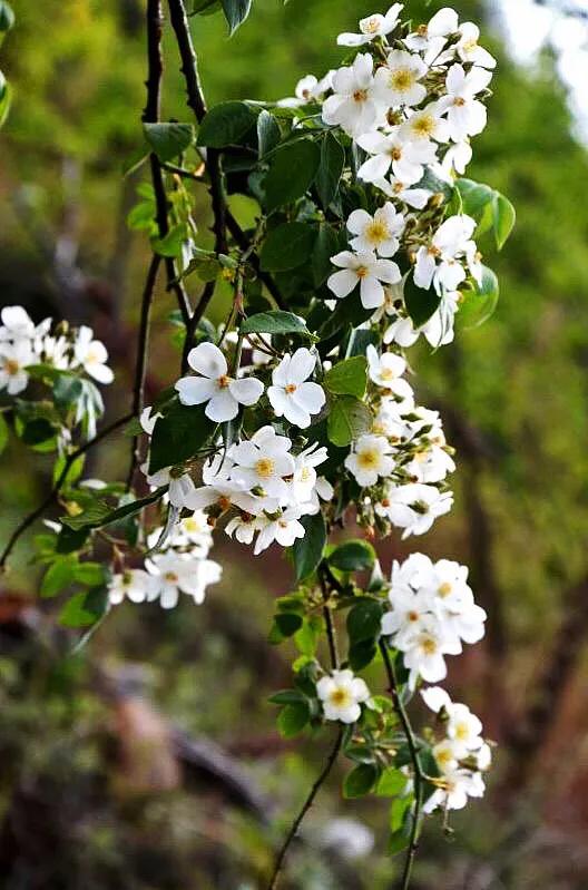 荼蘼花观赏特性,荼蘼花红色重瓣