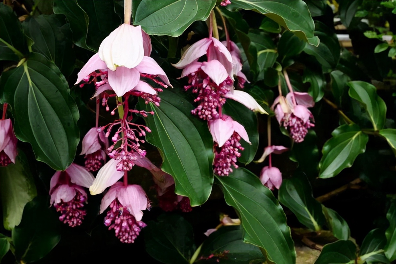 最名贵的十种花卉名称及图片大全,既好养又值钱的花卉