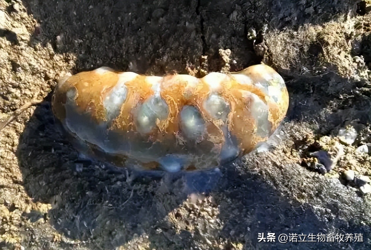 海参的注意事项,海参高温期用什么菌好