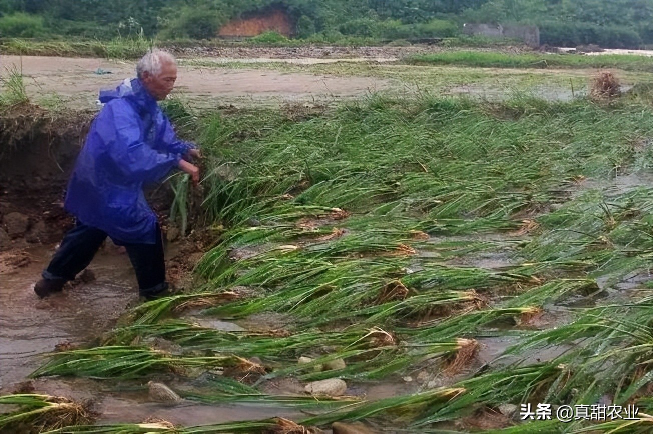 暴雨下的菜价，销区市场行情小幅反弹，产区整体稳定运行