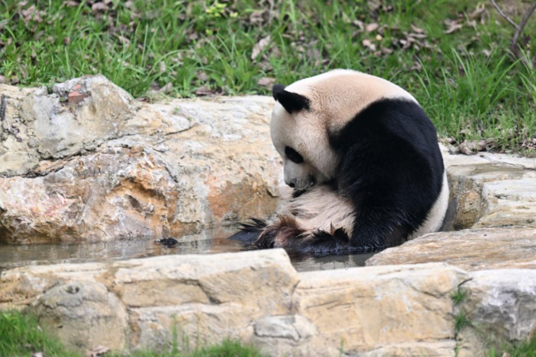 正式启动直播视频,世界媒体报道成都