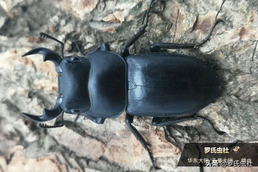 2022年第07期：闲话兜锹，上海本土锹甲的冷知识！|罗氏虫社