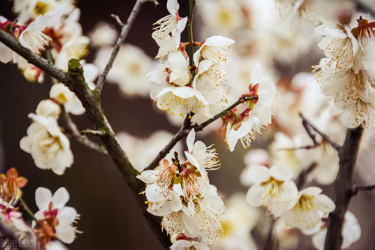 春天花粉过敏性结膜炎怎么治,花粉过敏引起的过敏性结膜炎