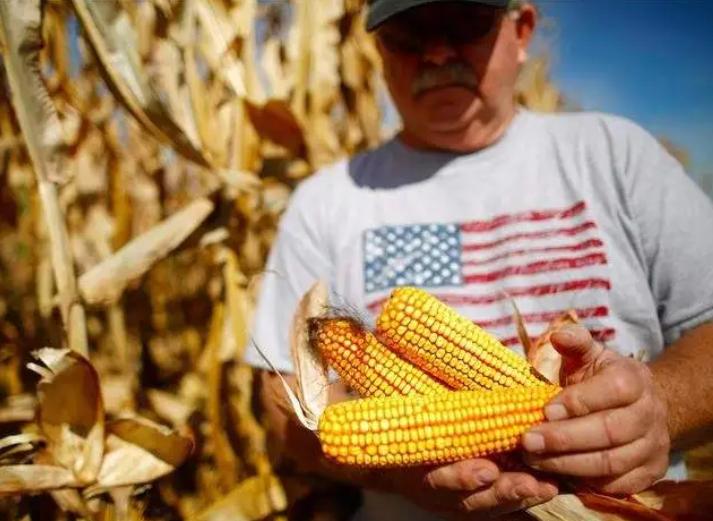 中国买家转向购买巴西玉米,退货美国订单,美媒:损害我们利益