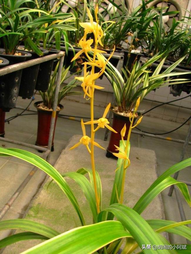 农民叫它“贵族兰花”，通体金黄，特别有眼缘，开出了王者的气势