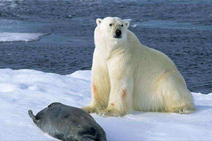 十大珍稀动物比大熊猫还稀有,比大熊猫还珍稀的十种动物