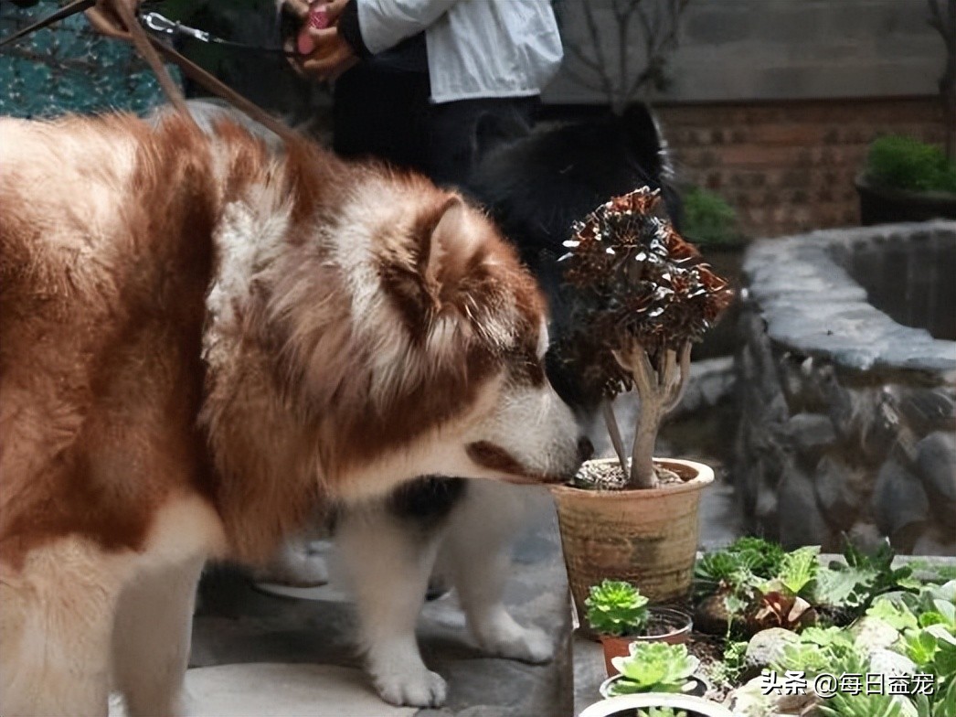 狗狗吃墙上的土是怎么回事,狗狗吃草吃土怎么回事