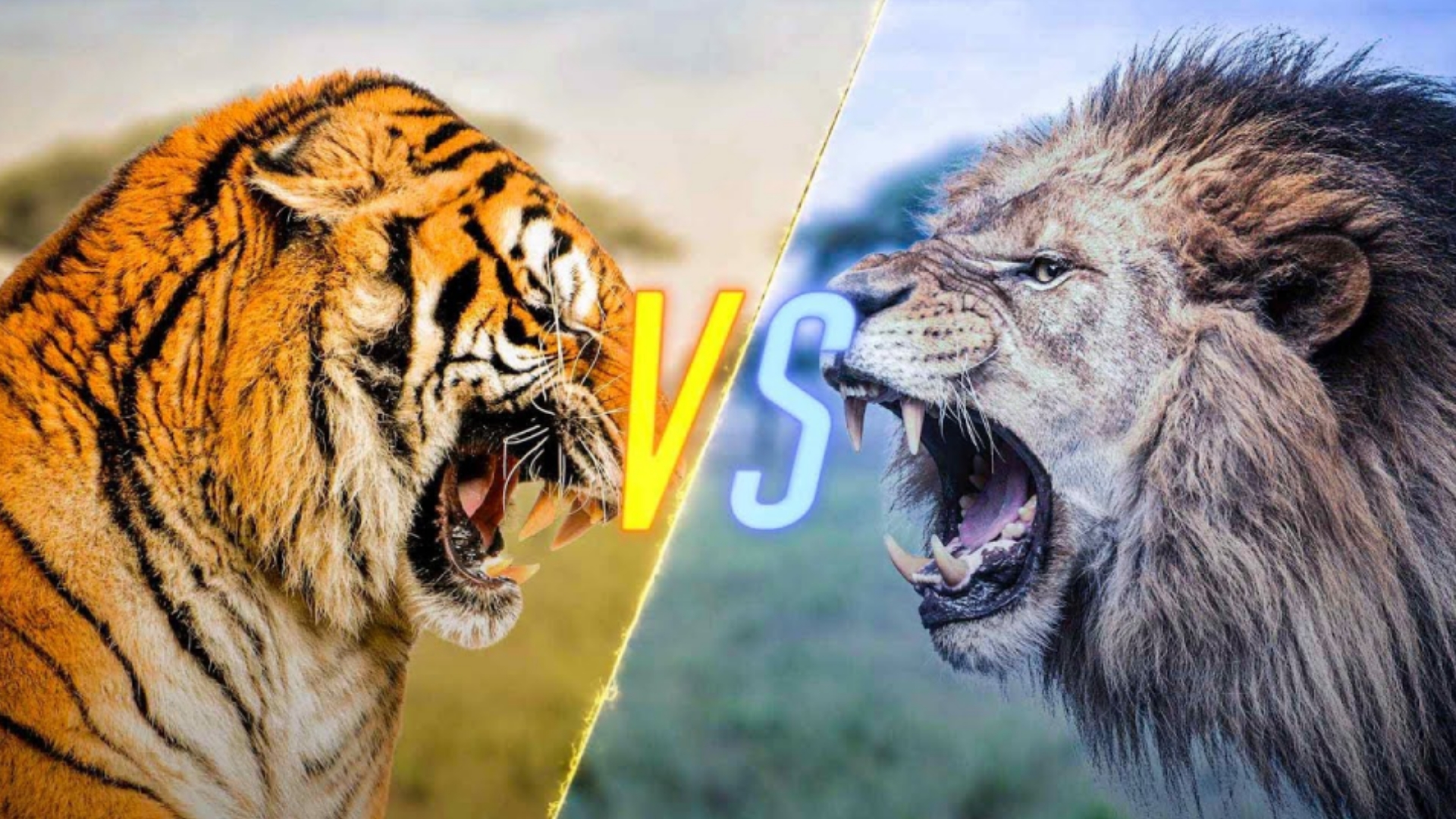 小奶猫老虎vs狮子,老虎和狮子谁是猫科一哥