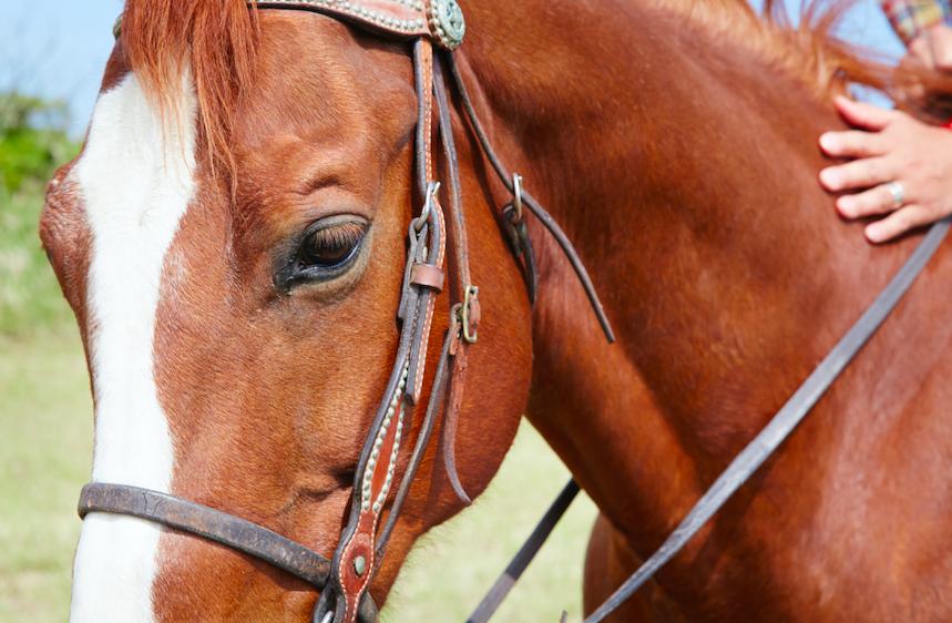 多大可以练习骑马,骑马学多久才能策马奔腾