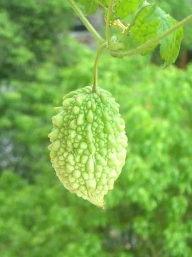 金铃子经典片段原声,金铃子儿时回忆