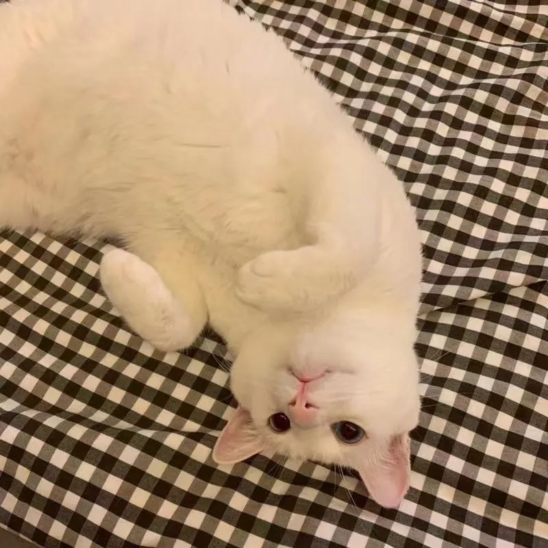 中华田园猫中的长毛猫,中华田园猫三花猫的成长