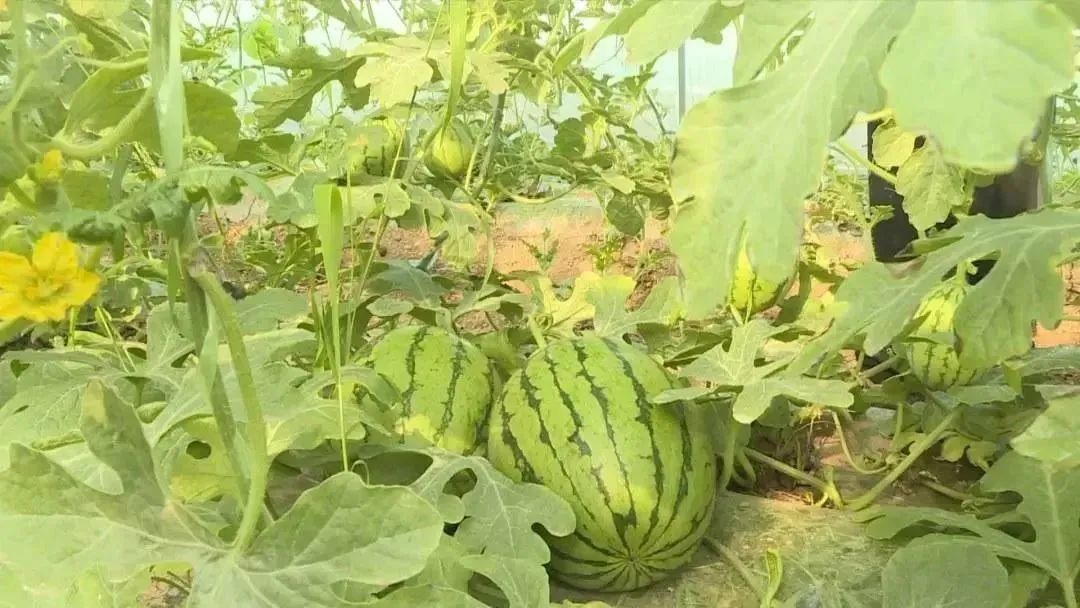 爱上榆林的100个理由,爱上比亚迪100个理由