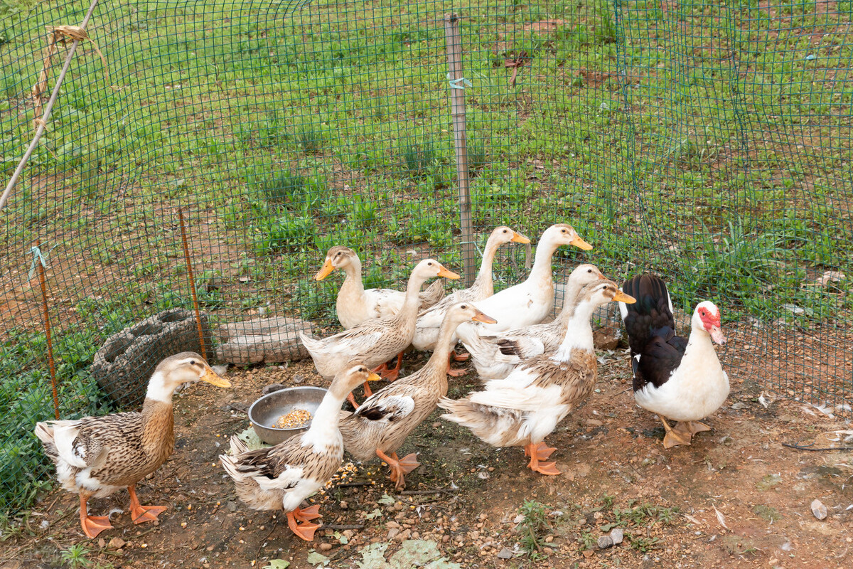 禽类喹乙醇中毒病变如何,鸡鸭药物中毒怎么解