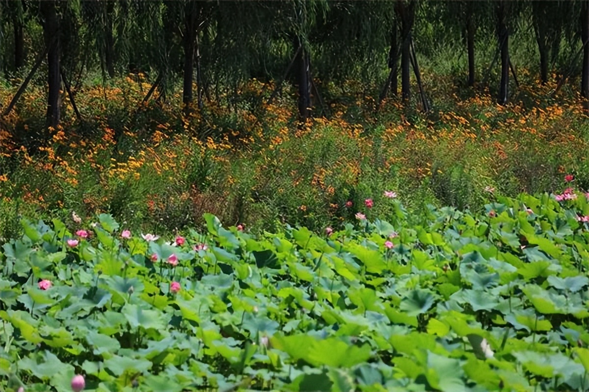 郑州赏荷,郑州赏荷最佳路线图