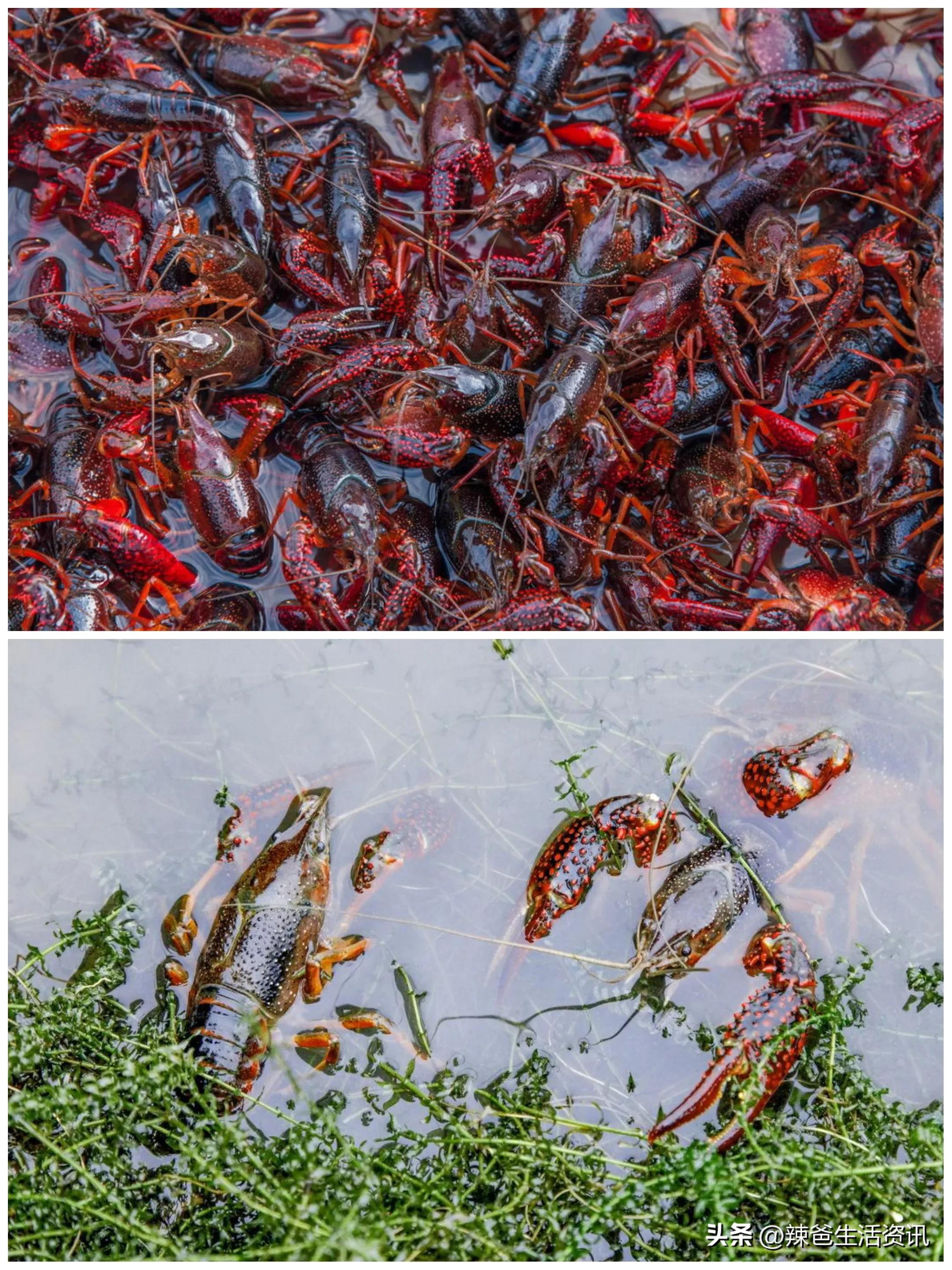 美国水煮小龙虾,吃小龙虾必备的三大招你会几招