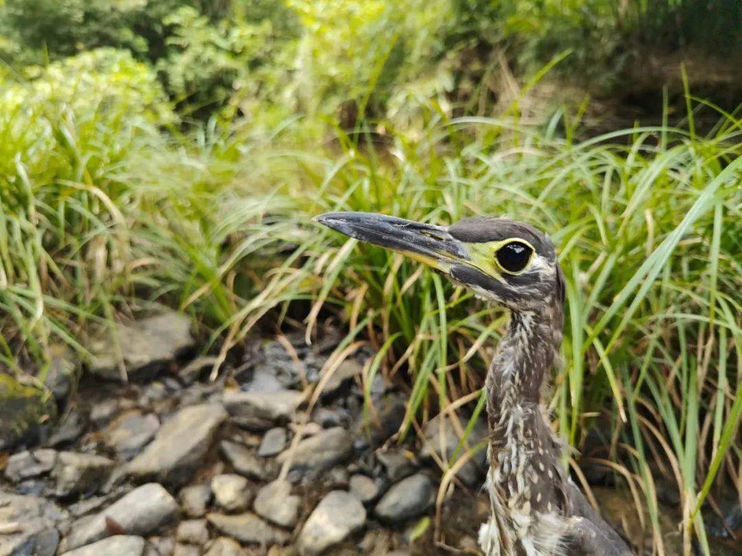 杭州钓鱼男子救人,广东男子在河边救下一只怪鸟