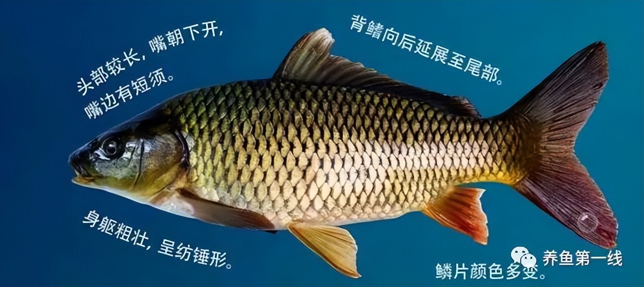 闈掕崏椴㈤硻椴菠鍖哄埆,闈掕崏椴㈤硻椴菠濡備綍鍖哄垎