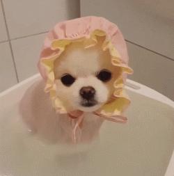 博美泪痕是什么原因导致的,去除博美泪痕的方法