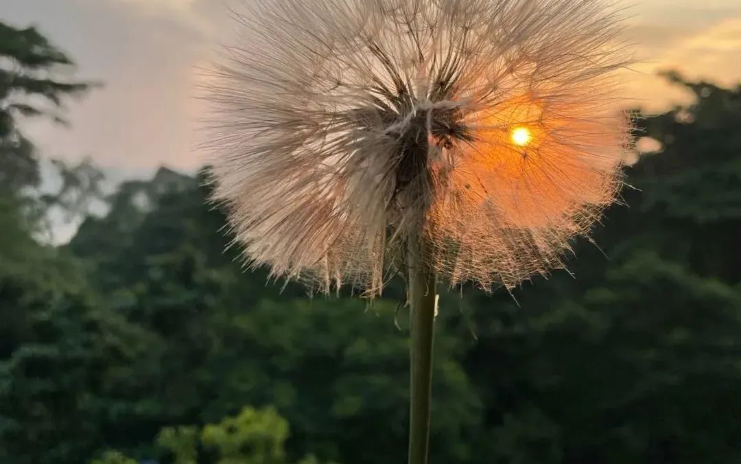 新手必看鲜花养护攻略,鲜花在水里能养几天会死
