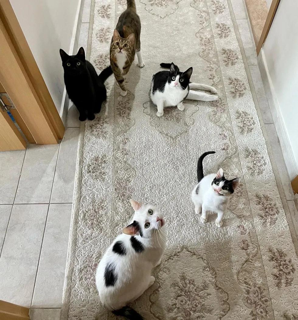 僵尸猫被医院放弃治疗，铲屎官带回家后，却每天都带着灿烂的微笑